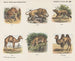 Galerie des animaux - Emrik Binger — weergave van het kunstwerk