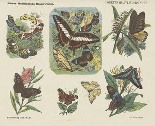 Emrik  Binger - Insekten dagvlinders.webp