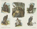 Vogels op het dak - Emrik Binger — weergave van het kunstwerk