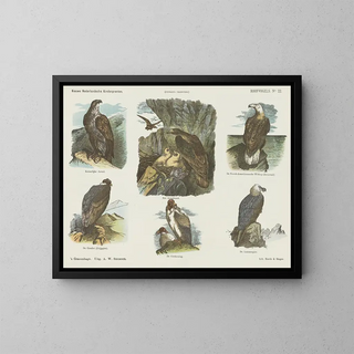 Emrik  Binger - Roofvogels.webp