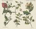 Giftige Planten - Emrik Binger — weergave van het kunstwerk