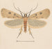Entomologie aquarelle Pl133 - George Hudson — weergave van het kunstwerk