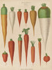 Wortels - Ernst Benary — weergave van het kunstwerk