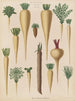 Racines culinaires - Ernst Benary — weergave van het kunstwerk