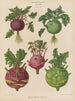 Kohl Rabi of knolraap - Ernst Benary — weergave van het kunstwerk