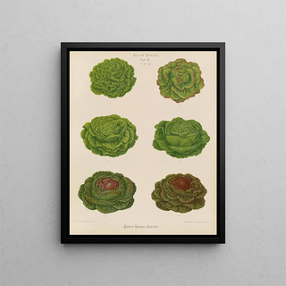 Ernst Benary - Lettuces Cabbage Varieties.webp