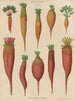 Rood van voederbieten - Ernst Benary — weergave van het kunstwerk