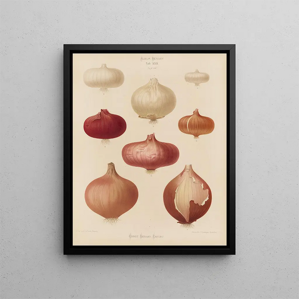 Ernst Benary - Onions.webp