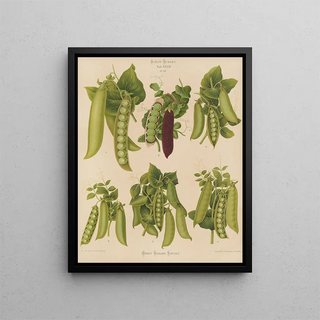 Ernst Benary - Peas.webp