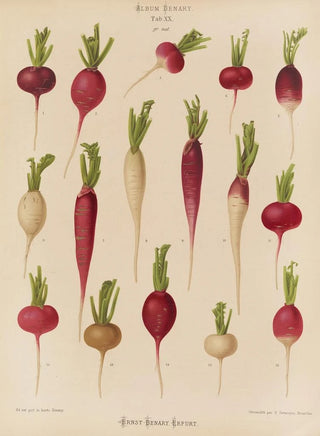 Ernst Benary - Radishes.webp