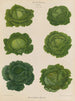 Choux de Savoie - Ernst Benary — weergave van het kunstwerk