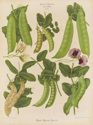 Ernst Benary - Sugar or Ediblepodded Peas.webp