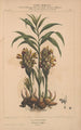 Flore d'Amérique Pl02 - Étienne Denisse — weergave van het kunstwerk