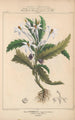 Flore d'Amérique Pl14 - Étienne Denisse — weergave van het kunstwerk