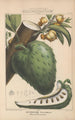 Flore d'Amérique Pl17 - Étienne Denisse — weergave van het kunstwerk