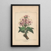 Flore d'Amérique Pl18 - Étienne Denisse — ingelijst kunstwerk aan de muur