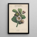 Flore d'Amérique Pl22 - Étienne Denisse — ingelijst kunstwerk aan de muur