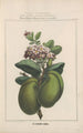 Flore d'Amérique Pl23 - Étienne Denisse — weergave van het kunstwerk