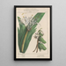 Flore d'Amérique Pl24 - Étienne Denisse — ingelijst kunstwerk aan de muur
