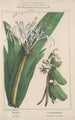 Flore d'Amérique Pl24 - Étienne Denisse — weergave van het kunstwerk