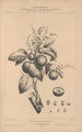 Flore d'Amérique Pl25 - Étienne Denisse — weergave van het kunstwerk