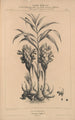 Flore d'Amérique Pl26 - Étienne Denisse — weergave van het kunstwerk