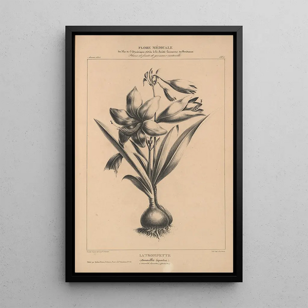 Etienne Denisse - Flore dAmerique Pl28.webp