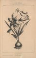 Flore d'Amérique Pl28 - Étienne Denisse — weergave van het kunstwerk
