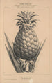 Flore d'Amérique Pl32 - Étienne Denisse — weergave van het kunstwerk