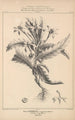 Flore d'Amérique Pl38 - Étienne Denisse — weergave van het kunstwerk