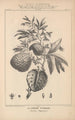 Flore d'Amérique Pl39 - Étienne Denisse — weergave van het kunstwerk