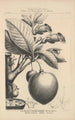 Flore d'Amérique Pl43 - Étienne Denisse — weergave van het kunstwerk