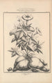 Flore d'Amérique Pl44 - Étienne Denisse — weergave van het kunstwerk