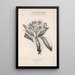 Flore d'Amérique Pl45 - Étienne Denisse — ingelijst kunstwerk aan de muur