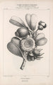 Flore d'Amérique Pl46 - Étienne Denisse — weergave van het kunstwerk