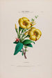 Flore d'Amérique dessinée d'après nature sur les lieux Pl008 - Étienne Denisse — weergave van het kunstwerk