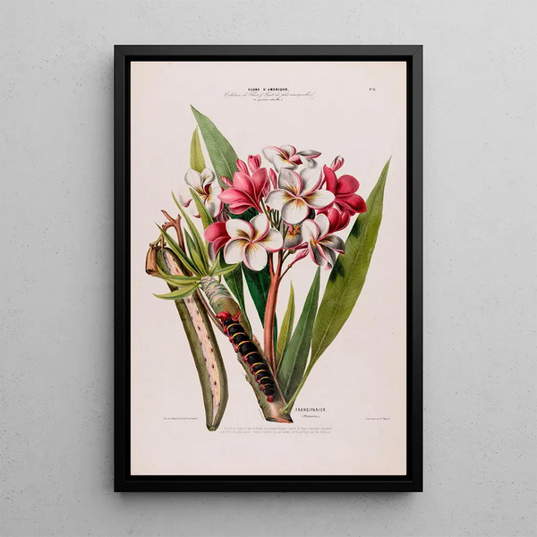 Etienne Denisse - Flore dAmerique dessinee dapres nature sur les lieux Pl012.webp