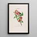 Flore d'Amérique dessinée d'après nature sur les lieux Pl019 - Étienne Denisse — ingelijst kunstwerk aan de muur
