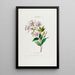 Flore d'Amérique dessinée d'après nature sur les lieux Pl031 - Étienne Denisse — ingelijst kunstwerk aan de muur