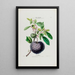 Flore d'Amérique dessinée d'après nature sur les lieux Pl040 - Étienne Denisse — ingelijst kunstwerk aan de muur