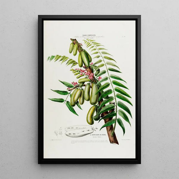 Etienne Denisse - Flore dAmerique dessinee dapres nature sur les lieux Pl045.webp