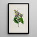 Flore d'Amérique dessinée d'après nature sur les lieux Pl051 - Étienne Denisse — ingelijst kunstwerk aan de muur