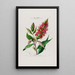 Flore d'Amérique dessinée d'après nature sur les lieux Pl054 - Étienne Denisse — ingelijst kunstwerk aan de muur