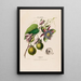 Flore d'Amérique dessinée d'après nature sur les lieux Pl056 - Étienne Denisse — ingelijst kunstwerk aan de muur