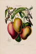 Flore d'Amérique dessinée d'après nature sur les lieux Pl061 - Étienne Denisse — weergave van het kunstwerk