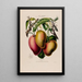 Flore d'Amérique dessinée d'après nature sur les lieux Pl061 - Étienne Denisse — ingelijst kunstwerk aan de muur
