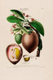 Flore d'Amérique dessinée d'après nature sur les lieux Pl068 - Étienne Denisse — weergave van het kunstwerk
