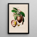 Flore d'Amérique dessinée d'après nature sur les lieux Pl068 - Étienne Denisse — ingelijst kunstwerk aan de muur