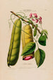 Flore d'Amérique dessinée d'après nature sur les lieux Pl069 - Étienne Denisse — weergave van het kunstwerk