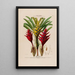 Flore d'Amérique dessinée d'après nature sur les lieux Pl075 - Étienne Denisse — ingelijst kunstwerk aan de muur